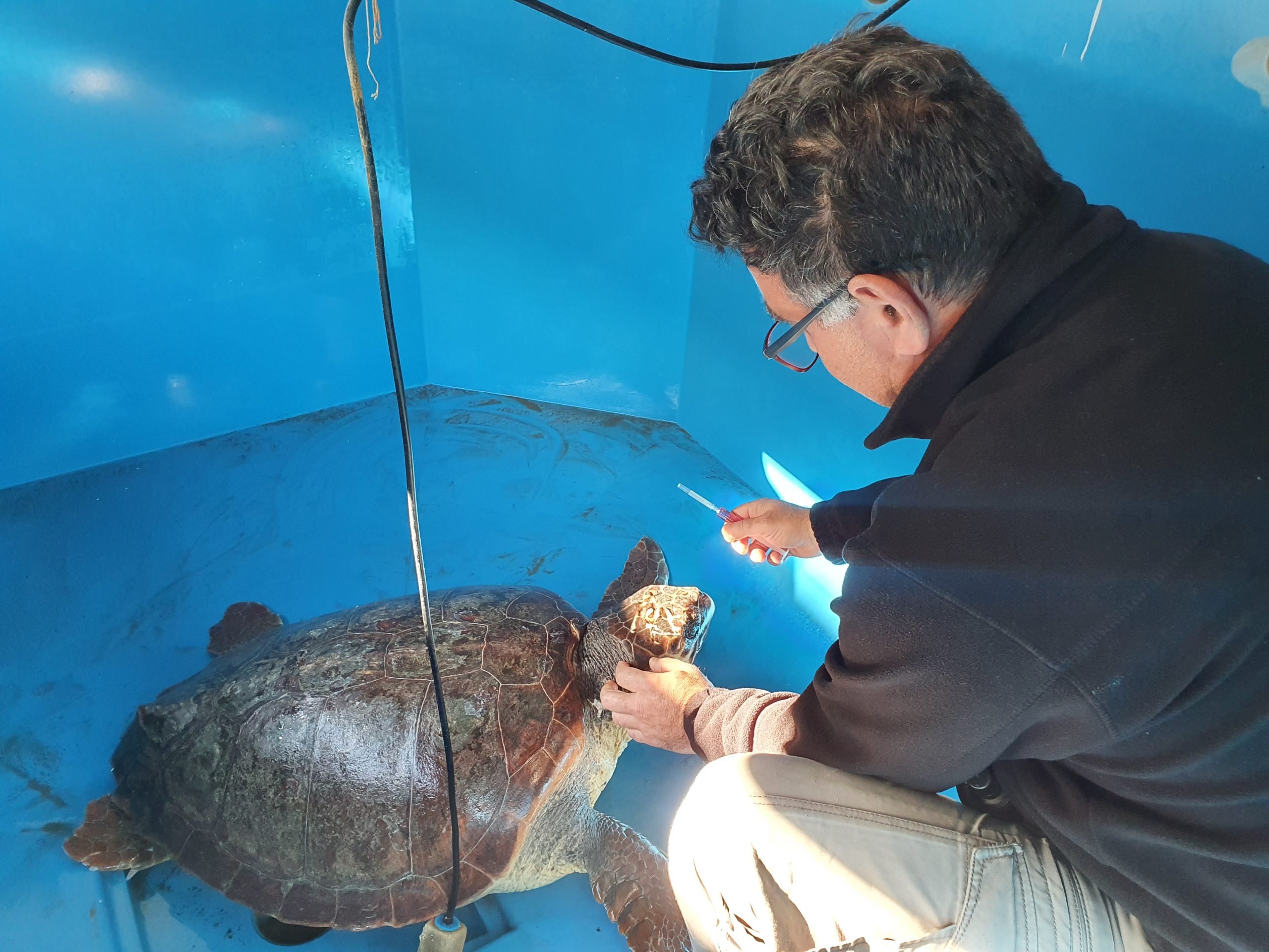 🐢 WWF 폴리코로 헤라클레이아 오아시스 (오아시 더블유더블유에프 폴리코로 헤라클레이아)